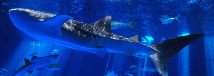 【素泊】ユウユウに会いに行こう！鹿児島水族館（いおワールド）チケット付プラン☆◆